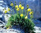 Arctic Poppy 2001-07-16.jpg