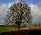 Marktræ (Quercus).JPG