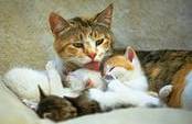 http://im0-tub-ru.yandex.net/i?id=94772403258922541a0e1ab52aa3fc28-21-144&n=24