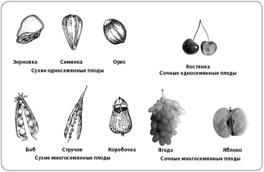 http://bio.1september.ru/2008/12/25.jpg