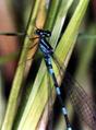 Enallagma cyathigerum
