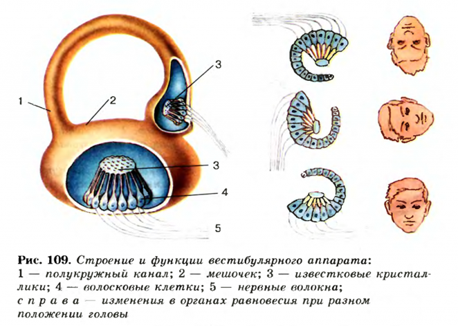 экзмсены 2014 человек