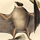http://www.library.ru/3/event/fact/darvin/img/darvin_03s.jpg