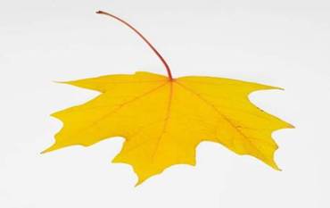 http://www.medinahealth.org/images/company_assets/d98a6e31-3e37-43ff-bc1a-ecc84e8f1117/Image/HCPN/yellow%20leaf.jpg