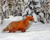 http://doc4web.ru/uploads/files/22/21610/hello_html_m5eb6a568.jpg