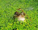 http://primpogoda.ru/images/cms/content/jaba.jpg