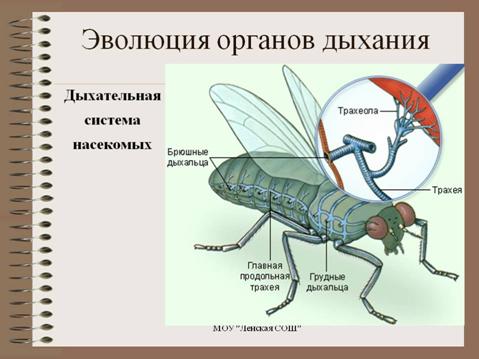 D:\������� ����\������ ���\�������������\0005-005-Evoljutsija-organov-dykhanija.jpg
