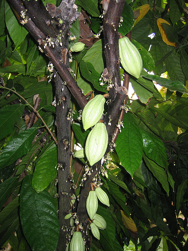 http://www.proflowers.ru/pic/newuploadedfoto/cacao_derevo_6.jpg