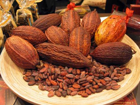 C:\Users\���\Desktop\����� ������\cocoa beans.jpg