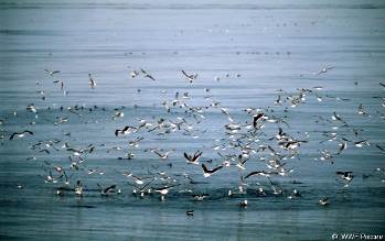 http://www.wwf.ru/pic/spotlights/gulls.big.jpg