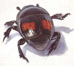 http://www.bronzovka.ru/glava06_2/635.jpg