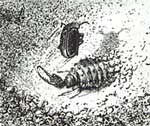 http://www.bronzovka.ru/glava06_2/638b.jpg