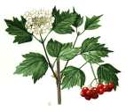 Viburnum