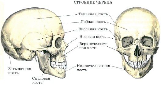 http://www.tepka.ru/biologiya_cheloveka/18.1.jpg
