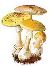 http://www.e-ypok.ru/node/1032/edit