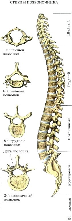 http://www.tepka.ru/biologiya_cheloveka/18.4.jpg