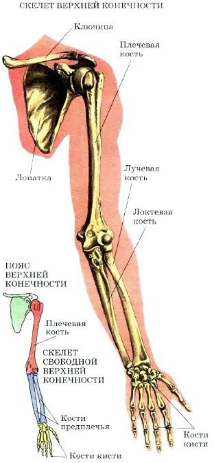 http://www.tepka.ru/biologiya_cheloveka/18.5.jpg