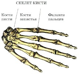 http://www.tepka.ru/biologiya_cheloveka/18.6.jpg