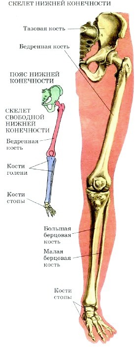 http://www.tepka.ru/biologiya_cheloveka/18.7.jpg