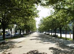 OTHECSACPV08Unter den Linden.jpg