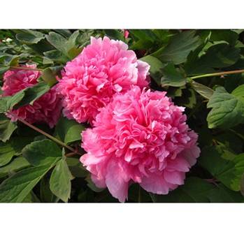 http://images.obi.ru/fsicache/obi?type=image&source=ObiWebShop%2FPROD%2FRU%2Fproduct%2F372%2F372862_picture_1.jpg&width=440&height=440&quality=85&effects=pad(CC,ffff)