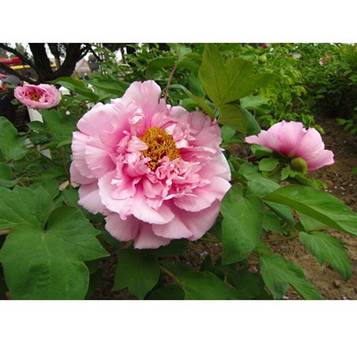 http://images.obi.ru/fsicache/obi?type=image&source=ObiWebShop%2FPROD%2FRU%2Fproduct%2F372%2F372867_picture_1.jpg&width=440&height=440&quality=85&effects=pad(CC,ffff)