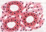 ��������: http://www.samsdam.net/biology/i/00118_1.jpg