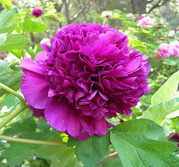 http://www.ruscemena.ru/files/product/2186_2.jpg