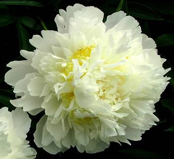 http://greengardenspb.ru/static/img/0000/0001/8973/18973251.idajahbyyv.jpg?1