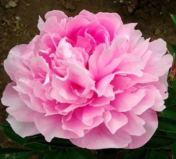 http://1semena.ru/wa-data/public/shop/products/63/92/9263/images/5954/5954.950x0.jpg