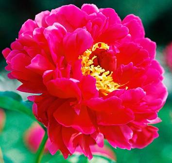 http://1semena.ru/wa-data/public/shop/products/44/92/9244/images/5935/5935.950x0.jpg