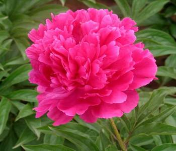 http://1semena.ru/wa-data/public/shop/products/41/92/9241/images/5931/5931.950x0.jpg