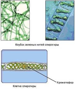 &Scy;&pcy;&icy;&rcy;&ocy;&gcy;&icy;&rcy;&acy;