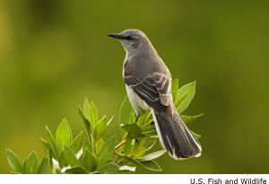 Mockingbird