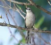 Mockingbird
