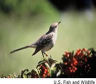 Mockingbird"