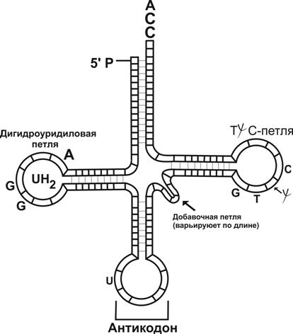 C:\Users\Катерина\Desktop\МолБиол\трнк.png