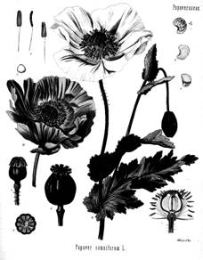 Papaver_somniferum.jpg