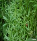 http://www.iopan.gda.pl/bio_blitz/foto/Galium_aparine_(przytulia_czepna).jpg