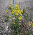 http://www.online-utility.org/image/ImageCache?file=d/da/Barbarea_vulgaris_IM8335_Peltokanankaali_C.JPG/800px-Barbarea_vulgaris_IM8335_Peltokanankaali_C.JPG
