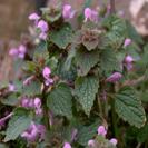 http://www.plant-identification.co.uk/images/labiatae/lamium-purpureum-4.jpg