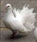 i?id=101095479&tov=4
