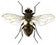 Musca domestica