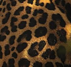 http://komotoz.ru/photo/images/photo_leoparda/photo_leoparda_03.jpg