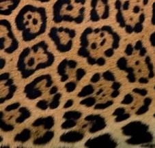 http://s3.thingpic.com/images/aR/jh396ewR8NaSzHWvmNKfix8K.jpeg