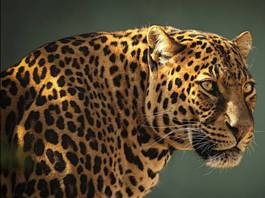 leopard-predator