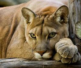 Cougar-HQ-Wallpaper
