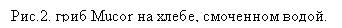 �������: ���.2. ���� Mucor �� �����, ��������� �����.