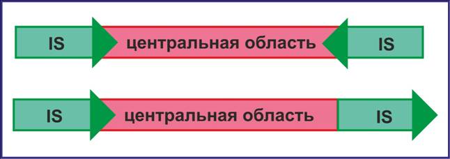 C:\Users\Катерина\Desktop\МолБиол\транспозоны.jpg