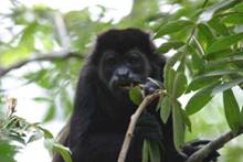http://www.monteverdeinfo.com/monteverde_images/images/howler_monkey_face.jpg